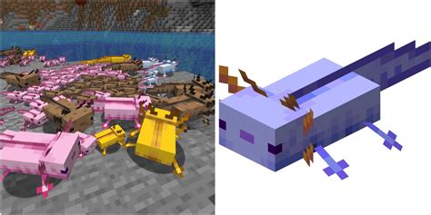 Getting the Rare Blue Axolotl in Minecraft - Qurz Game
