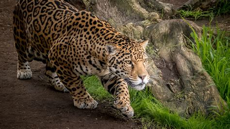 1600x900 Jaguar Animal 1600x900 Resolution HD 4k Wallpapers, Images ...