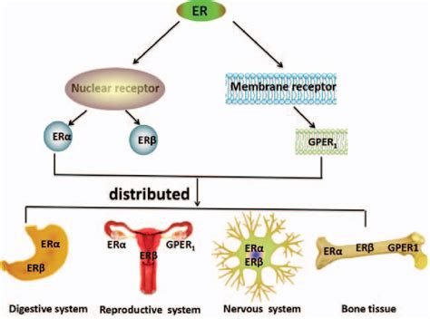 Figure 1 from The roles of estrogen and estrogen receptors in ...