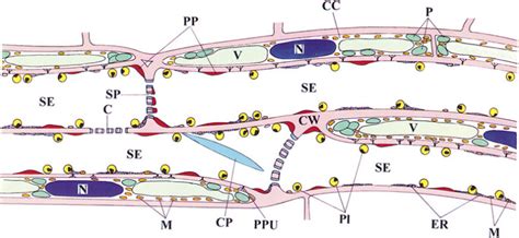 Sieve Tube Structure | Michael Knoblauch Lab | Washington State University