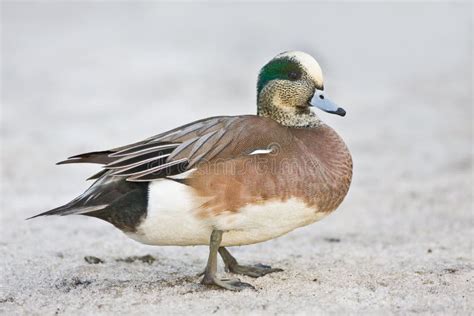 American Wigeon Duck - Male Stock Image - Image of feathers, birds: 13029441