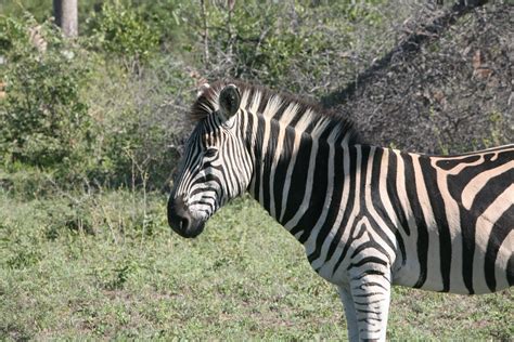 Equus quagga burchellii - Burchell's Zebra