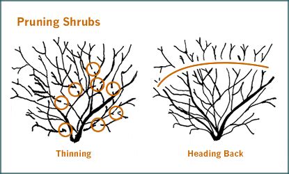 Winter Pruning is the new Black