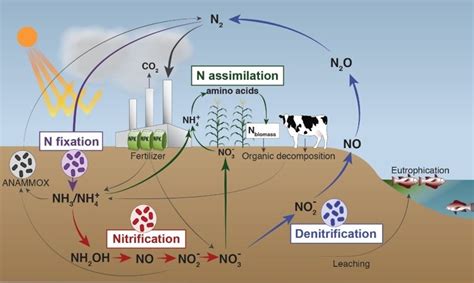 BIOGEOCHEMICAL CYCLES- NITROGEN CYCLE Diagram | Quizlet