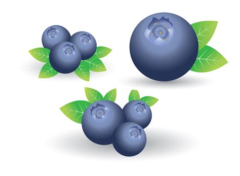 Set of blueberry isolated on white 621831 Vector Art at Vecteezy