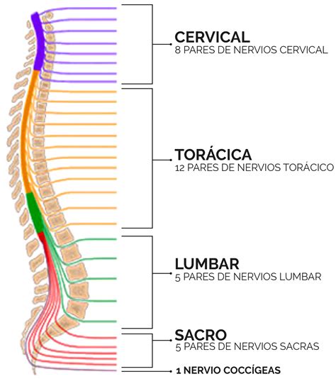 NERBIO SISTEMA PERIFERIKOA - Mind Map