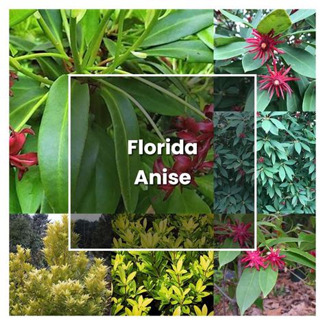 How to Grow Florida Anise - Plant Care & Tips | NorwichGardener