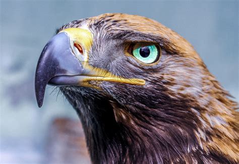 Eagle Glowing Eye 4k, HD Birds, 4k Wallpapers, Images, Backgrounds ...