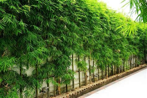 What Bamboo Is Best for Privacy Screens? | Bamboo Plants HQ