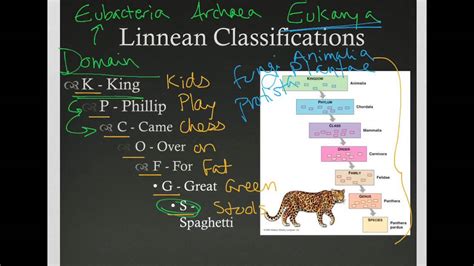 Linnaean Classification - YouTube