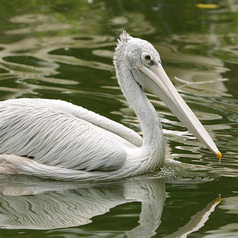 Pelican Cove - Jurong Bird Park