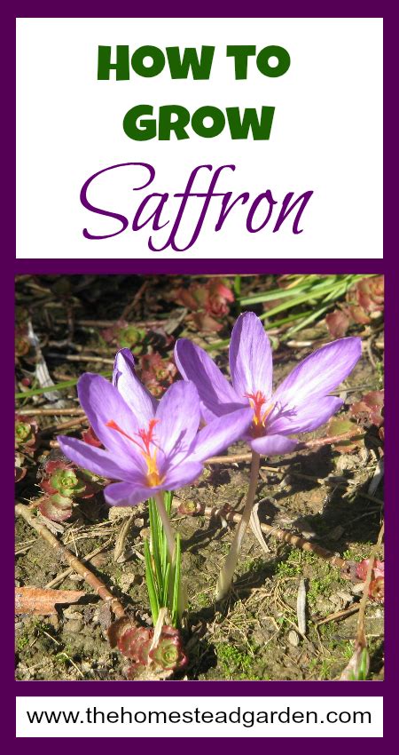 How to Grow Saffron