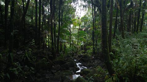 El Yunque Rainforest, Puerto Rico | El yunque rainforest, Rainforest ...