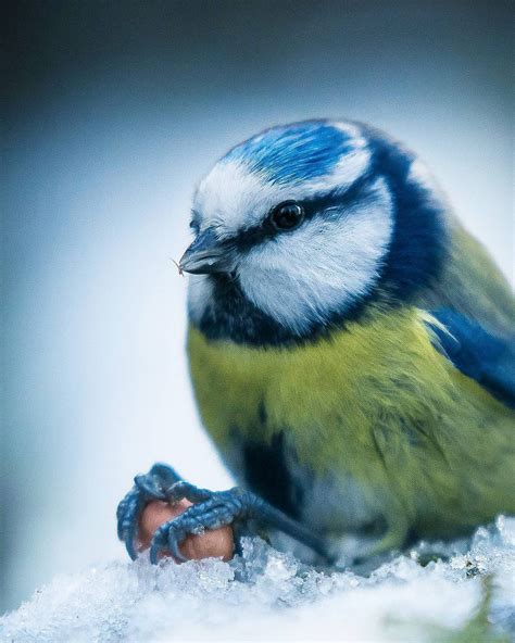 Photographer Captures Enchanting Photos of Finland’s Forest Animals in the Wild – Sig Nordal, Jr.