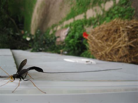 Minnesota Seasons - black giant ichneumonid wasp