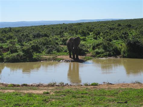 Addo Elephant Park