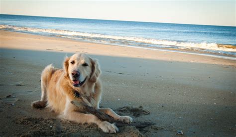 Golden Retriever On The Beach Wallpapers HD / Desktop and Mobile ...