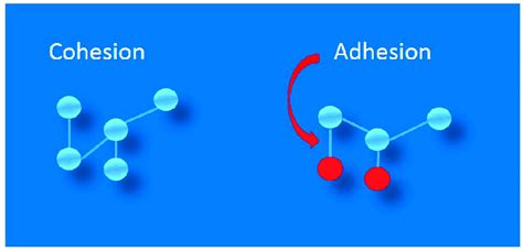 Schematic diagram showing the physicochemical principles of adhesion... | Download Scientific ...