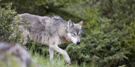 Banff Wildlife Officers Kill Wolf After Encounter With Campers