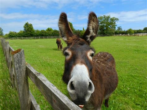 Donkey Sanctuary webcams help to de-stress over the Christmas period | Discover Animals