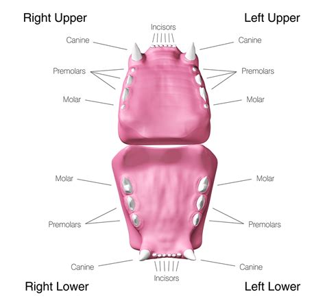 Cat Teeth Anatomy