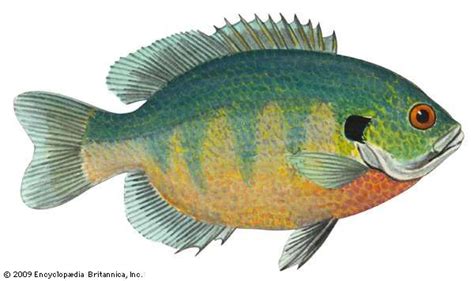 Bluegill | fish | Britannica.com