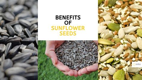 Sunflower Seeds Benefits: Exceptional Benefits Of Sunflower Seeds