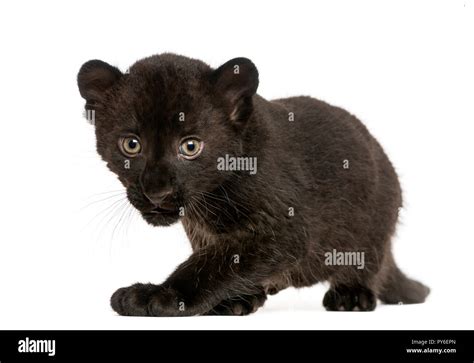 Black Leopard Cub High Resolution Stock Photography and Images - Alamy