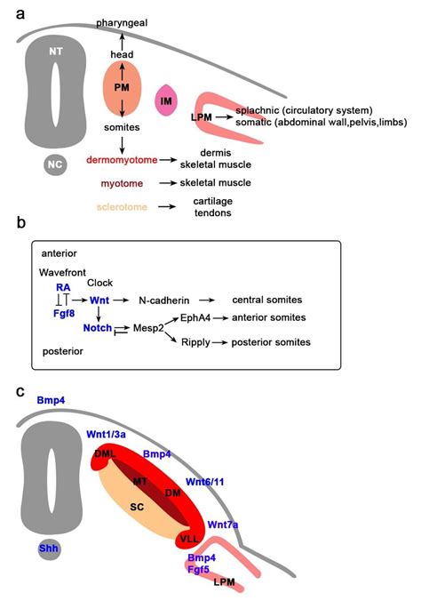 Signaling Molecules in Myogenesis (a) Paraxial mesoderm (PM) located ...