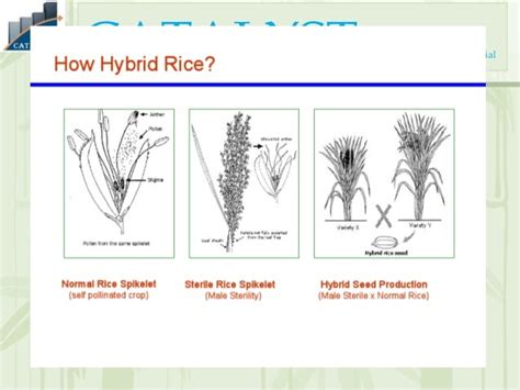 Hybrid rice production Technique