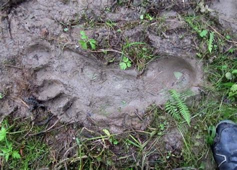 Yeti footprint found in Siberia | Crypto Sightings