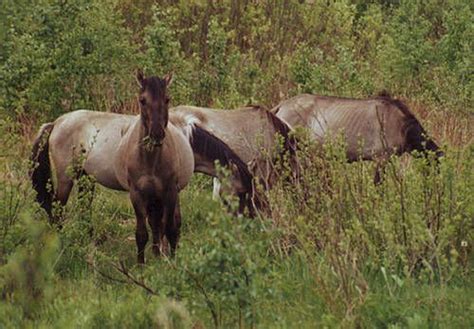 Tarpan – Extinct Equidae