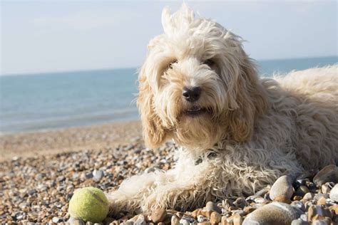 Top 4 Cockapoo Haircut Styles | The Dog People by Rover.com