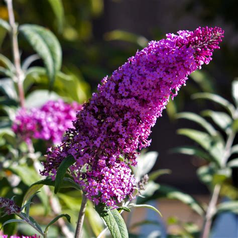 Butterfly Bushes | Dwarf Buddleia | Spring Butterfly Bushes – Easy To ...