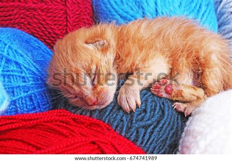 New Born Baby Cat Sleeping Cute Stock Photo 674741989 | Shutterstock