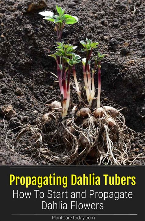 Propagating Dahlia Tubers: How To Start and Propagate Dahlia Flowers