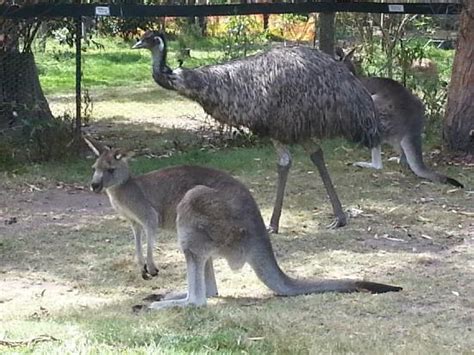 Fun Fact - Because of the unusual shape of their legs, kangaroos and emus struggle to walk ...