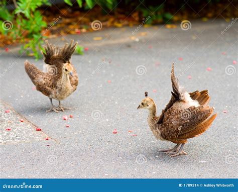 Peacock Chicks Practising Displaying Stock Images - Image: 1789314