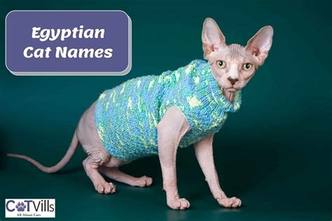 200 Elegant Egyptian Cat Names for Male & Female Kitties