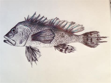 Realistic Fish Drawing at GetDrawings | Free download