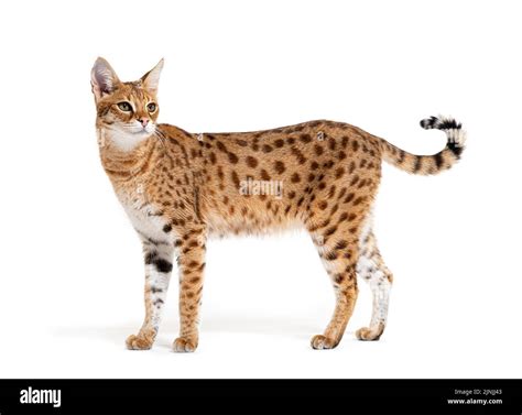 Side view of a savannah F1 cat, is a hybrid cat cross between a serval and a domestic cat ...