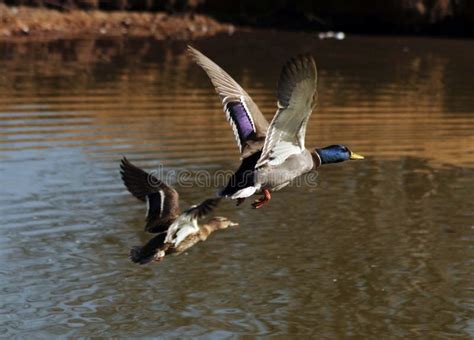 Water landing stock photo. Image of lake, water, flying - 46355656