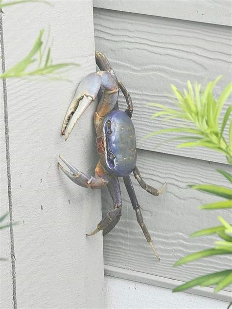 Blue land crabs: Florida, Georgia, North Carolina. How to catch, id