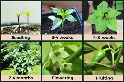 Stages Of Plant Growth