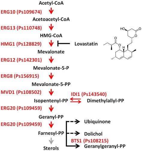 Frontiers | The Mevalonate Pathway Is Important for Growth, Spore Production, and the Virulence ...