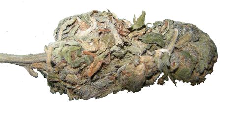 All You Need to Know About Moldy Weed | NuggMD