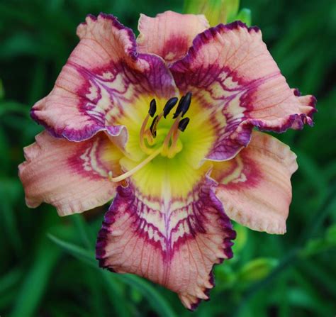 Daylily (Hemerocallis 'Get Jiggy') in the Daylilies Database - Garden.org