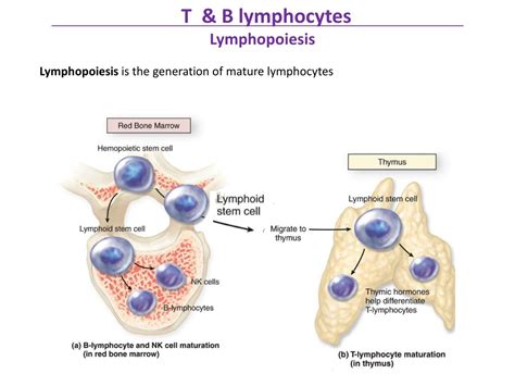 PPT - Immunology/ Pharmacy Students Lymphopoiesis, T and B cells maturation Lecture 3 PowerPoint ...