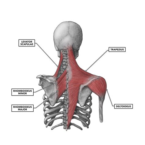 CrossFit | Shoulder Muscles, Part 2: Posterior Musculature