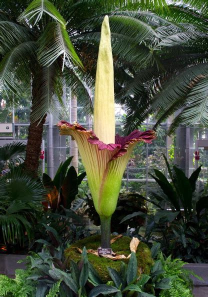 Corpse Flower Blooms: Watch Smelly Plant Live in New York | TIME